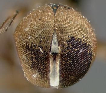 Media type: image;   Entomology 13566 Aspect: head frontal view